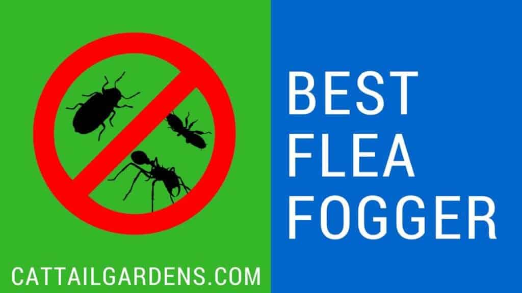 best flea fogger