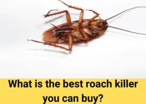 What is the best roach killer you can buy?