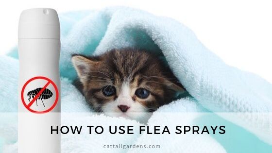 How to use flea sprays
