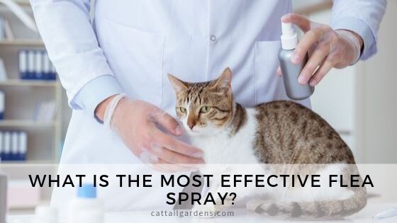 What is the most effective flea spray?