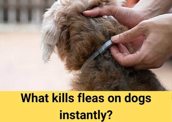 what kills fleas on dogs instantly