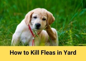 How to Kill Fleas in Yard
