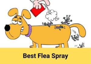 Best flea spray 2021