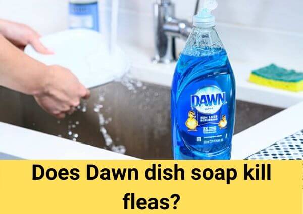 does dawn dish soap kill fleas