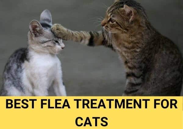 best flea treatment for cats