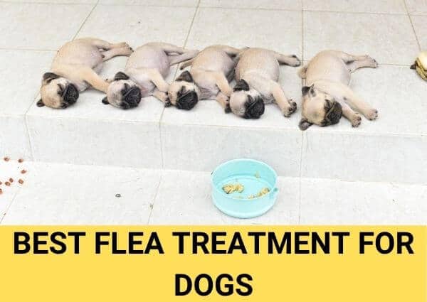 Best flea treatment for dogs
