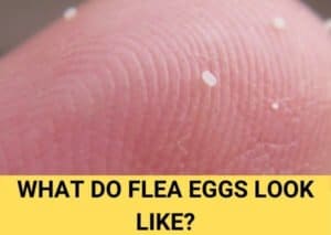 what do flea eggs look like