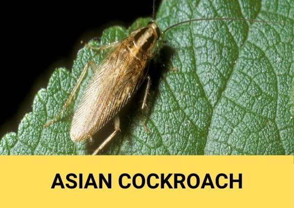 asian cockroach