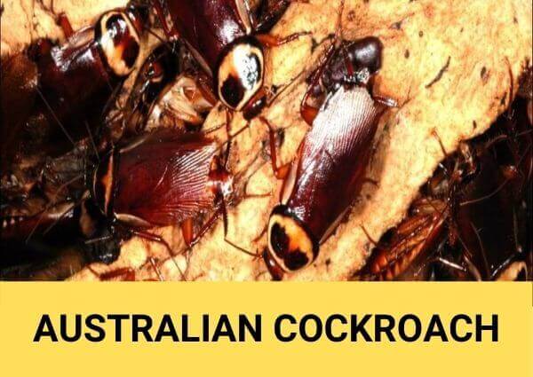 australian cockroach
