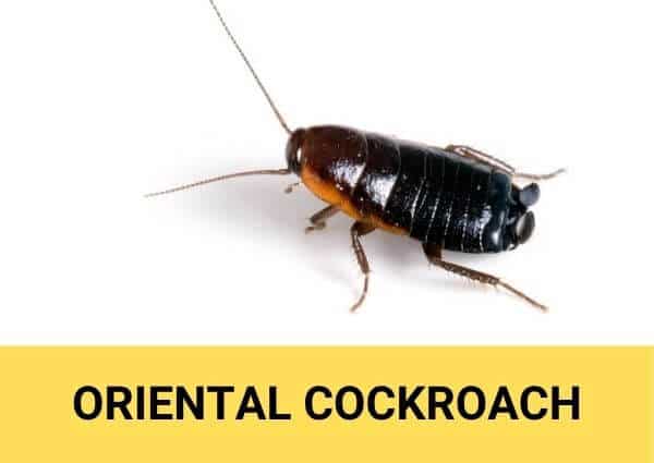 oriental cockroach