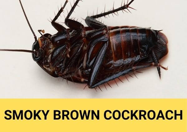 smoky brown cockroach
