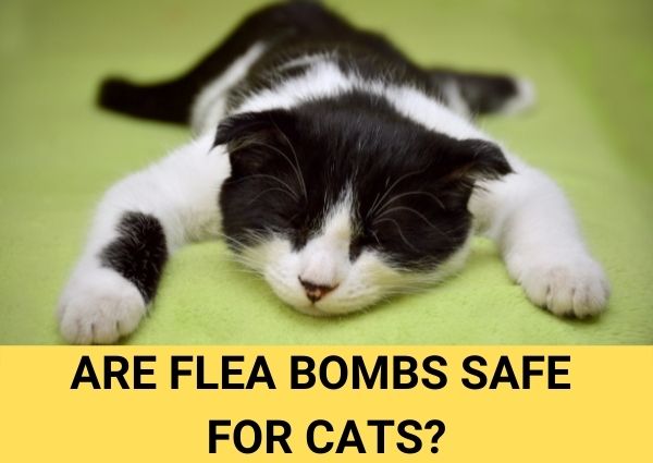 are flea bombs safe for cats