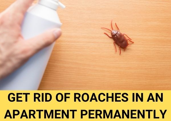how to get rid of roaches in an apartment permanently