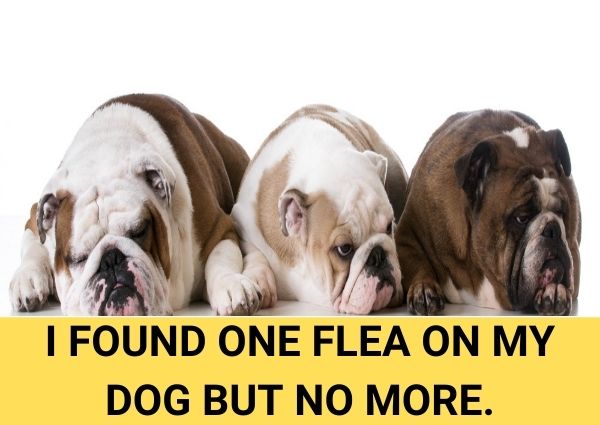 i found one flea on my dog but no more.