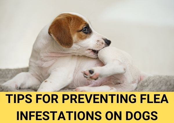 tips for preventing flea infestations on dogs in the future
