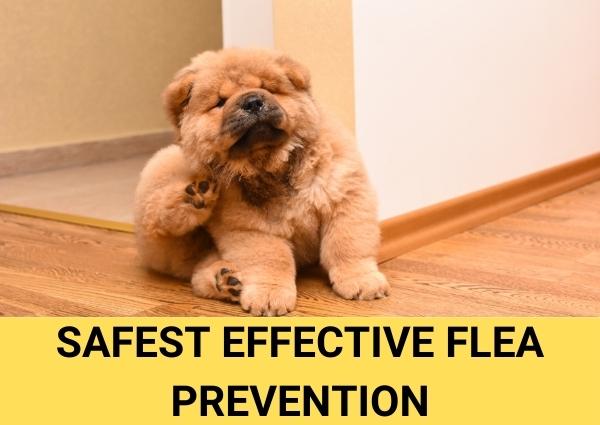 what is the safest effective flea prevention treatment for dogs and cats