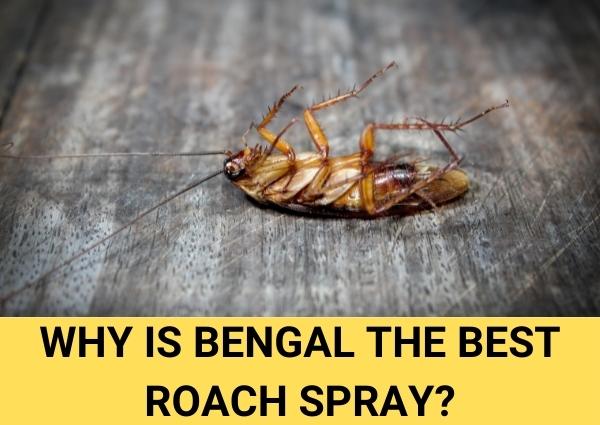 why is bengal the best roach spray on the market