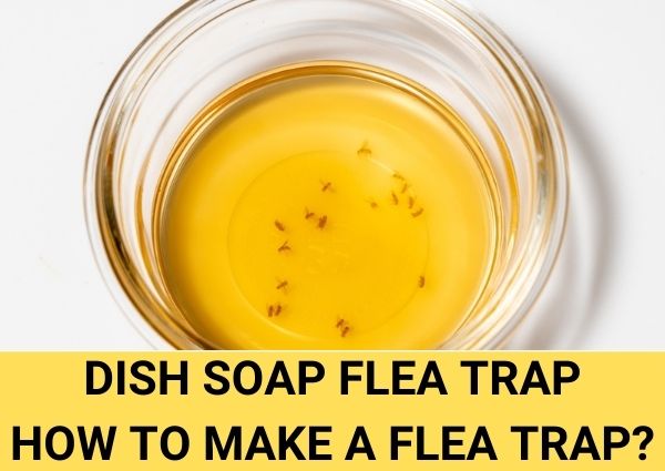 dish soap flea trap - how to make a flea trap