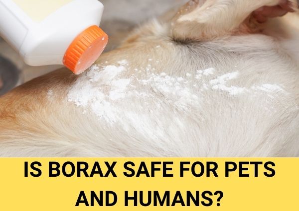is borax safe for pets and humans
