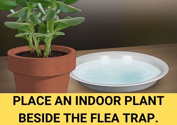 place an indoor plant beside the flea trap