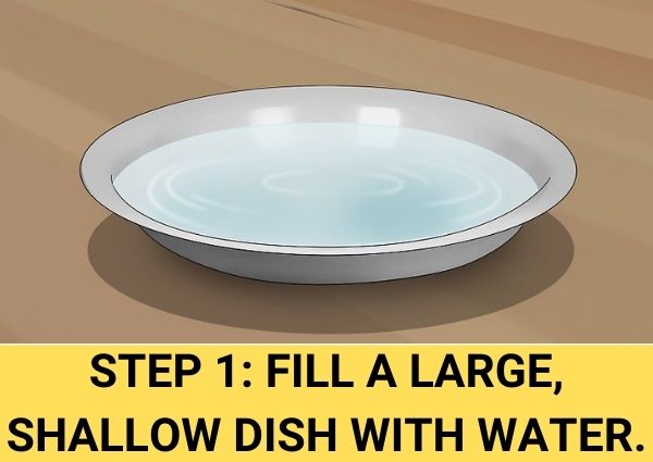 step 1 fill a large shallow dish with water