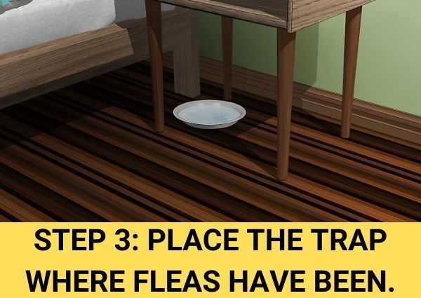 step 3 place the trap where fleas have been
