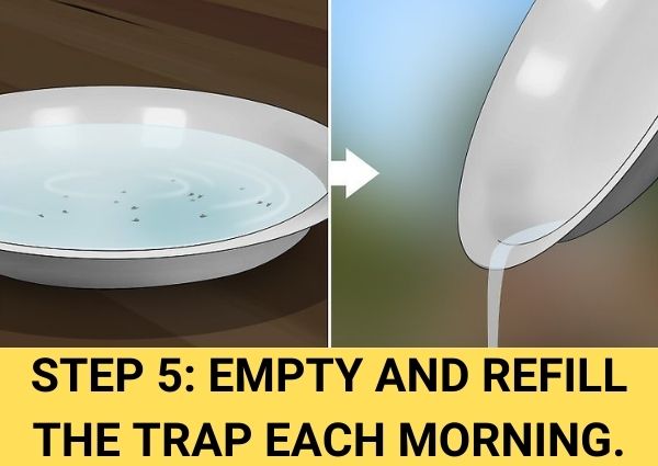 step 5 empty and refill the trap each morning