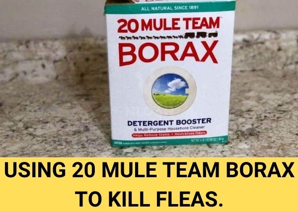 using 20 mule team borax to kill fleas