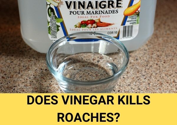 does vinegar kills roaches