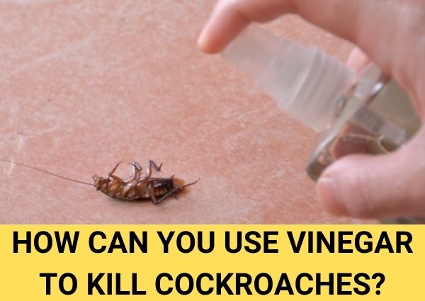 how can you use vinegar to kill cockroaches